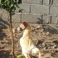 سه عددبوقلمون ویک عددخروس لاری