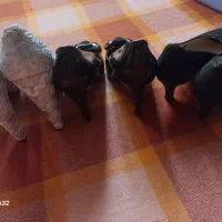 کفش مجلسی زنانه|کیف، کفش، کمربند|بندر انزلی, نیمه شعبان|دیوار