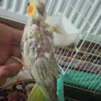 جوجه عروس هلندی