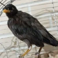 مرغ مینا ۳ماهه