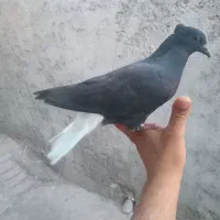 ۷ عدد جوجه دم پاک