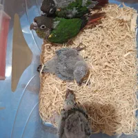 گیریچک سرلاکی یلوساید آناناسی و نرمال|پرنده|ضیابر, |دیوار