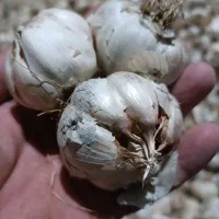 سیر قرمز درگز