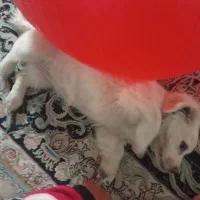 سگ اشتپیز پامر