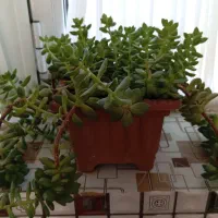 گل طبیعی|گل و گیاه طبیعی|مشگین شهر, |دیوار