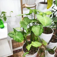 گل طبیعی|گل و گیاه طبیعی|قوچان, |دیوار