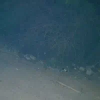 چوب درخت کویرابریشم