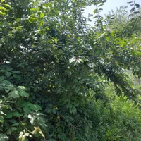 فروش زمین کامل مسکونی با بنای قابل بازسازی|فروش زمین و ملک کلنگی|رشت, لاکان|دیوار