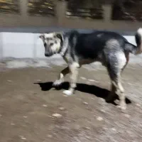 توله سگ عراقی ،وسگ پاکوتاه|سگ|اشتهارد, |دیوار