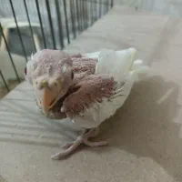 عروس لوتینو سرلاکی چشم شرابی