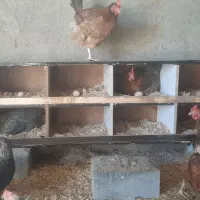 تخم مرغ محلی