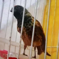 گلبسر و قناری زرد کلاهی