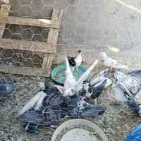 ۱۶ عدد کبوتر فروشی|پرنده|مهریز, |دیوار