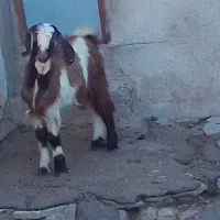 بزغاله نر اصل پاکستانی دوقلو