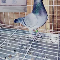 کبوترمسافتی