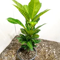 گل های آپارتمانی|گل و گیاه طبیعی|شاهین‌شهر, عطار|دیوار