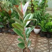 ۳ عدد فیکوس سبز