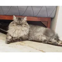 گربه نر هیمالین جهت جفتگیری