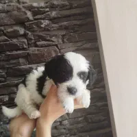 توله تریر دو ماهه سیاه وسفید|سگ|شاهینشهر, عطار|دیوار