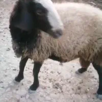 فروش قوچ شال دوساله نژاد دوقلوزا