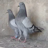 کبوتر تهرانی سبز