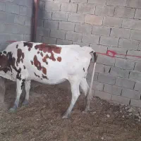 گاوآبستن|حیوانات مزرعه|آبدانان, |دیوار