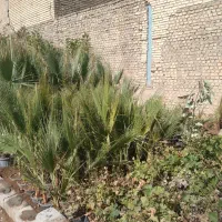 درخت ونهال|خدمات باغبانی و درختکاری|اصفهان, قهاب جنوبی|دیوار