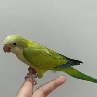 جوجه راهب سبز و آبی و سبز اوپال