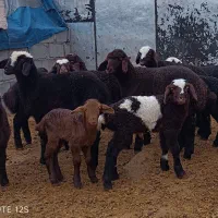 گوسفندبا بره|حیوانات مزرعه|کوهدشت, |دیوار