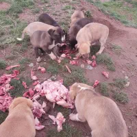 توله سگ دوماهه