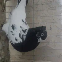 کله سیاه نر بترکون با کله سرخ ماده