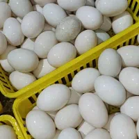 فروش تخم اردک محلی خوراکی
