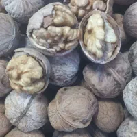 فروش گردو در نمایشگاه