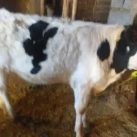 گوسفند|حیوانات مزرعه|سنقر, |دیوار