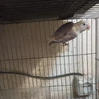 طوطی برزیلی|پرنده|ملارد, |دیوار