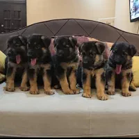 سگ گارد و نگهبان ژرمن شپرد شولاین نر و ماده203