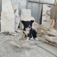 یک عدد سگ از نژاد ترکیبی بوردر کولی واگذار می شود