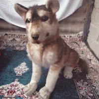 سگ ماکت دکور