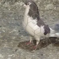 کفتر‌یهودی‌‌قهوی‌‌یال‌سرخ