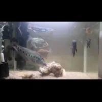 فروش ماهی مانستر و اکواریوم درجه 1|ماهی|ساری, |دیوار