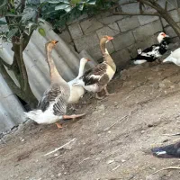 غاز محلی دورگه