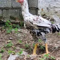 انواع جوجه ۵ روزه تا مرغ و خروس وبوقلبون|حیوانات مزرعه|خرم‌آباد (تنکابن), |دیوار