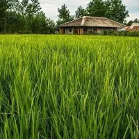 فروش-بجار-بعزارلی-شده