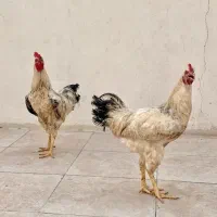 خروس|حیوانات مزرعه|کیش, |دیوار