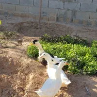 مرغابی ۵ ماهه
