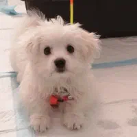 توله 4 ماهه اشپیتز پامر