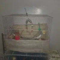 جفت عروس هلندی اهویی مفت