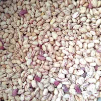 لوبیا چیتی