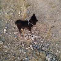 سگ دزدیده شده به اسم مانی