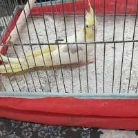 عروس لوتینو یکتی